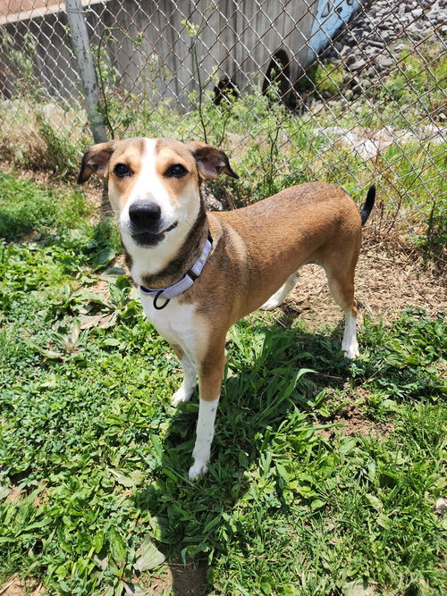 NUGGET - Terrier available for adoption