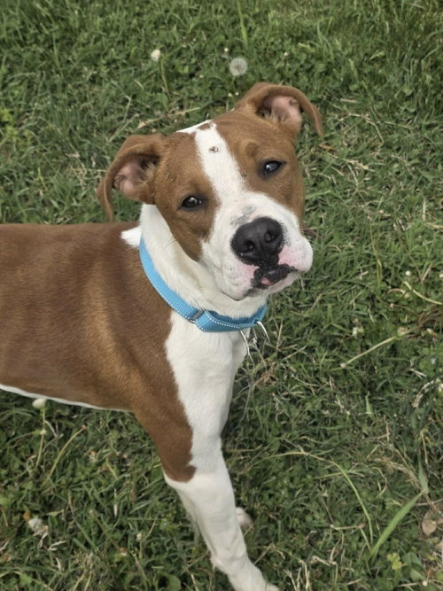 BARNABY - Hound / Boxer available for adoption