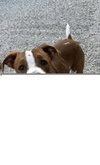 Barnaby - Photo 2
