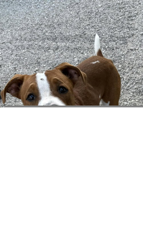 BARNABY - Hound / Boxer available for adoption