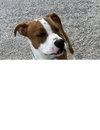 Barnaby - Photo 3