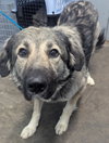 Jersey (Callie) - Photo 1