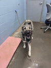 Jersey (Callie) - Photo 3