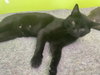 Inky - Photo 3