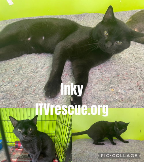 Photo 2 of Inky