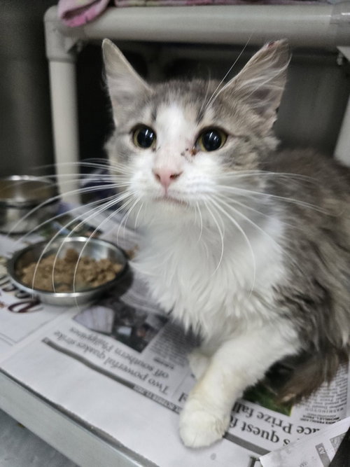 Dillards, Adult Domestic Long Hair (long coat), cat for adoption in Owensboro, Kentucky