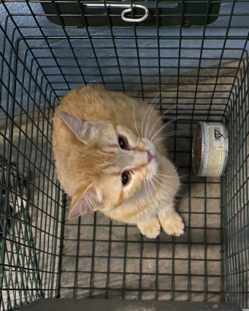 BLOOMINGDALE'S - Domestic Short Hair available for adoption