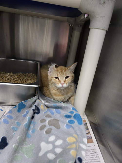 Bloomingdale's, Adult Domestic Short Hair (short coat), cat for adoption in Owensboro, Kentucky