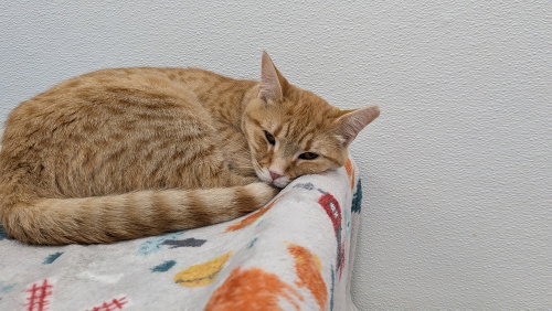 BLOOMINGDALE'S - Domestic Short Hair for adoption in Owensboro