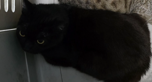 SAKS - Domestic Short Hair available for adoption