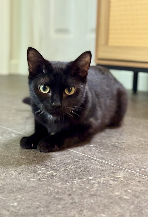 Garnett, an adoptable Domestic Short Hair in Evansville, IN