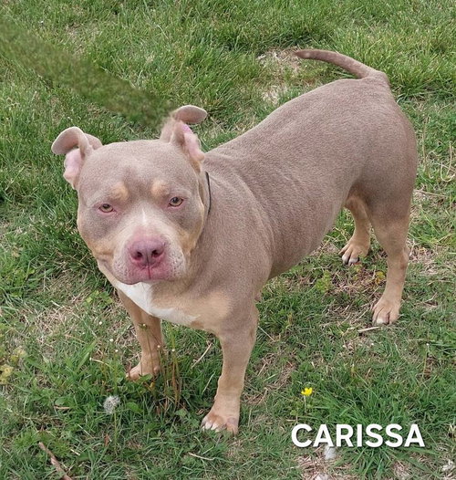 Carissa