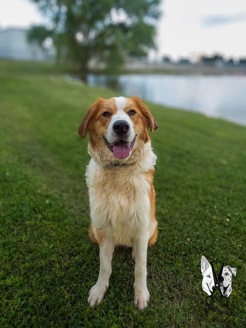 Graham, an adoptable Australian Shepherd in Evansville, IN
