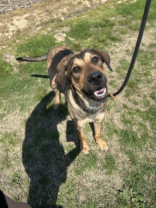 Vince, an adoptable Shepherd in Evansville, IN
