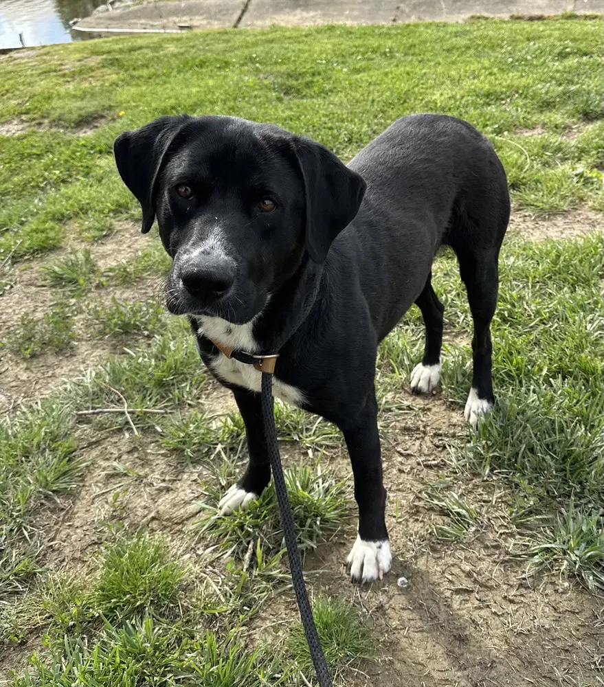 Double Dutch - Labrador Retriever