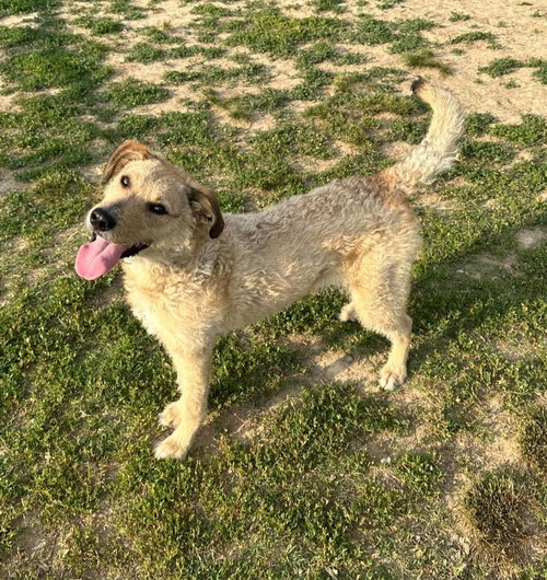 Rufus photo 4