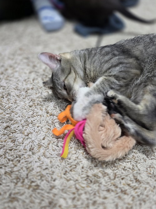 Photo 4 of Freya