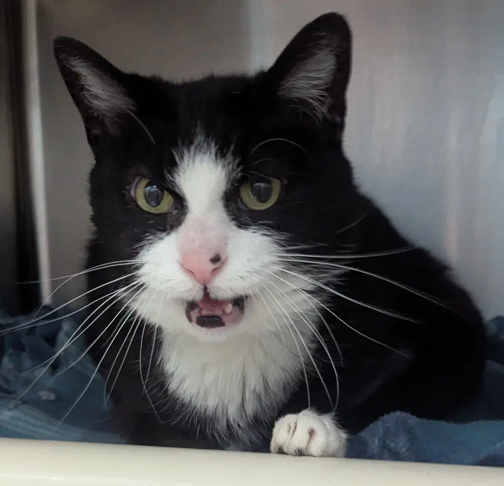 Angelica - Domestic Short Hair