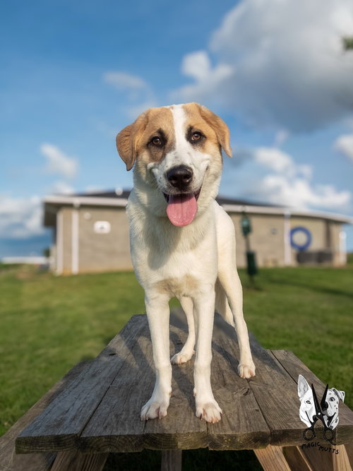MALIN - Labrador Retriever available for adoption