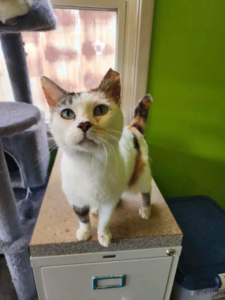 Mao Mao - Domestic Short Hair