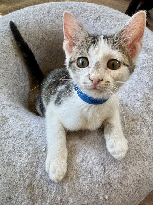 Valentina, Baby Domestic Short Hair (short coat), cat for adoption in Owensboro, Kentucky