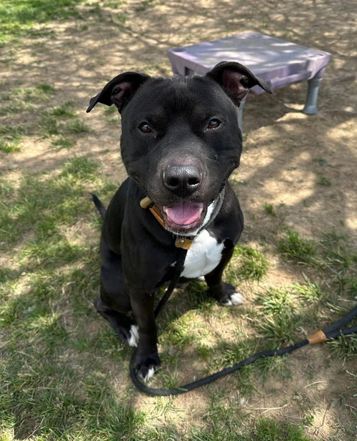 Cheeseburger, an adoptable Pit Bull Terrier in Evansville, IN