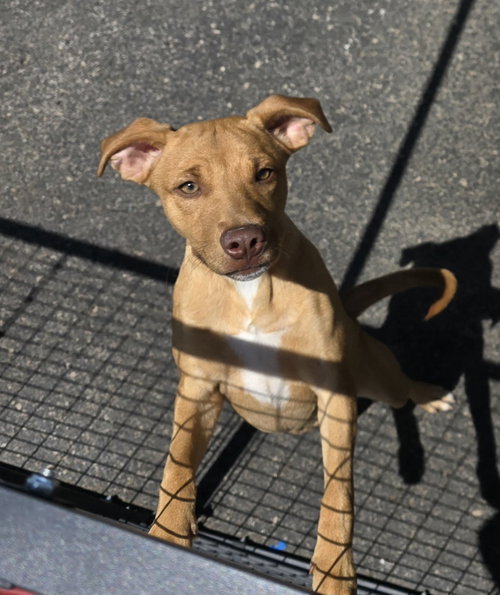 Gordie, an adoptable Terrier in Evansville, IN