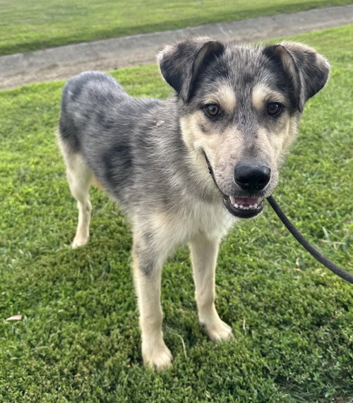Ripley, an adoptable Husky in Evansville, IN