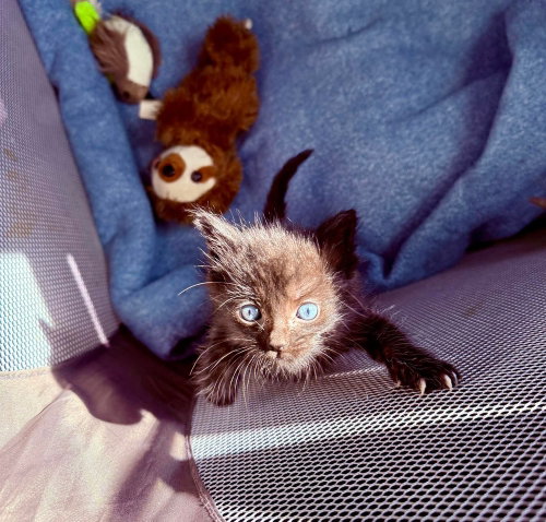 Dubble Bubble