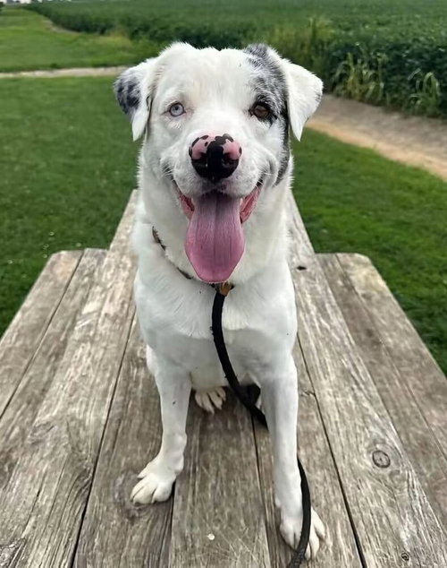 Helen, Australian Shepherd / Australian Cattle Dog/Blue Heeler / Mixed