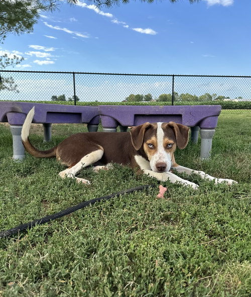 Blitz, an adoptable Hound in Evansville, IN