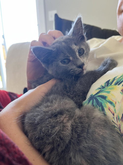 Kalin, Baby Domestic Short Hair (short coat), cat for adoption in Owensboro, Kentucky