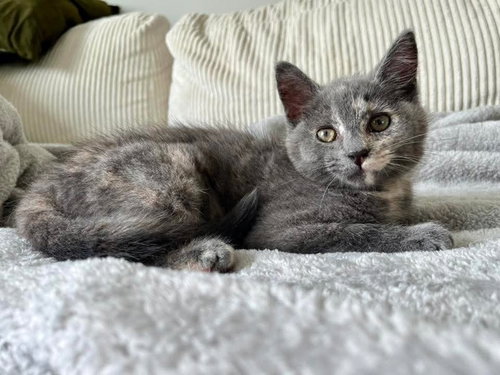 Kalin, Baby Domestic Short Hair (short coat), cat for adoption in Owensboro, Kentucky