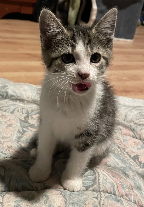 Peeta