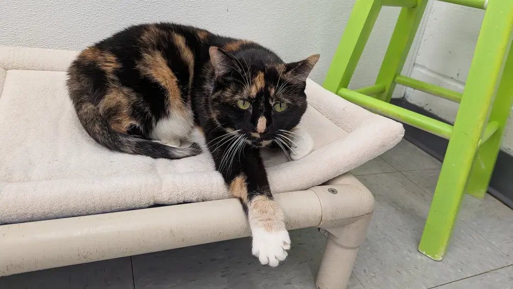 Cookie - Domestic Short Hair
