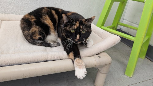 Cookie, a cat for adoption from It Takes A Village No-Kill Rescue