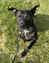 Athena - Photo 2