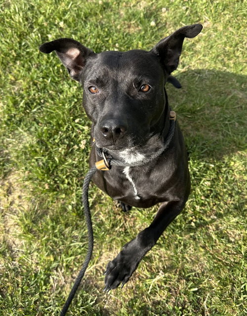 ATHENA - Pit Bull Terrier available for adoption