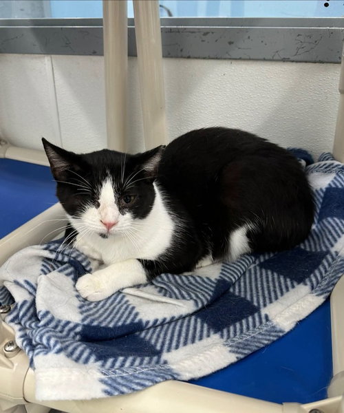 Neiman Marcus, a cat for adoption from It Takes A Village No-Kill Rescue