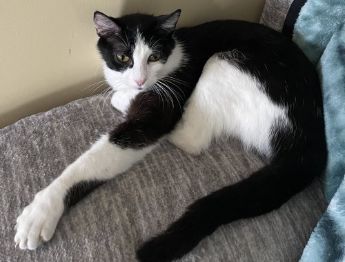 Katniss, Adult Domestic Short Hair (short coat), cat for adoption in Owensboro, Kentucky