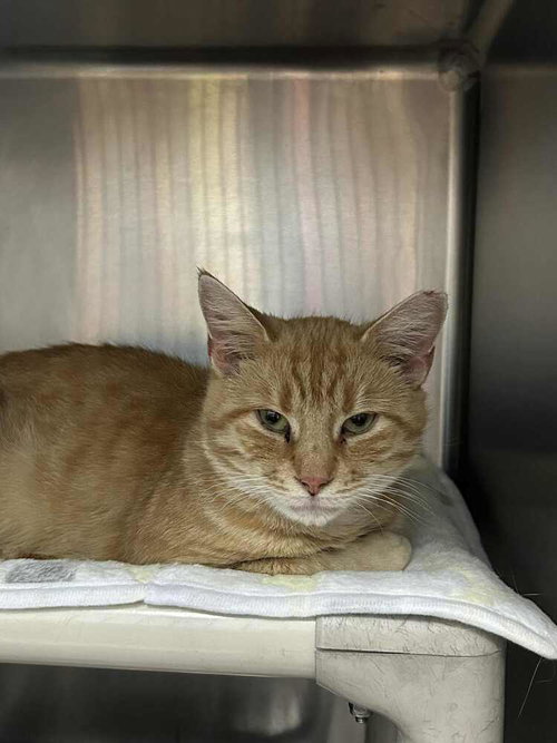 JCPenney, a cat for adoption from It Takes A Village No-Kill Rescue
