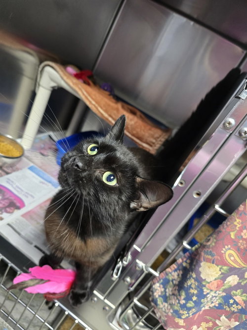 Gizzy