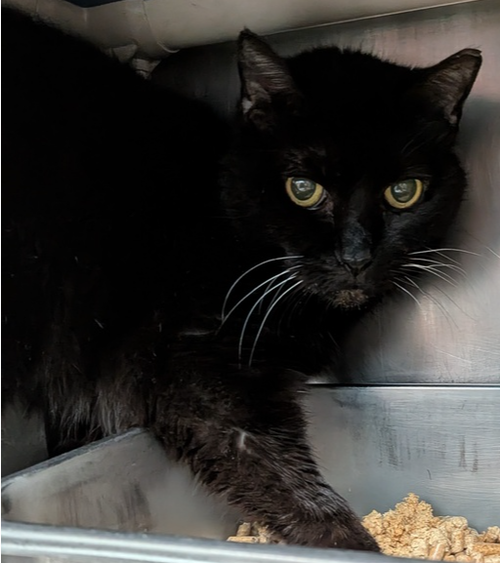 Spicy Newton, a cat for adoption from It Takes A Village No-Kill Rescue