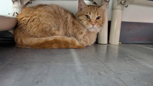 Macys, a cat for adoption from It Takes A Village No-Kill Rescue