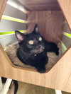Kitty Softpaws - Photo 1