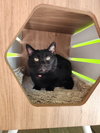 Kitty Softpaws - Photo 2