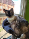 Majestic - Photo 2