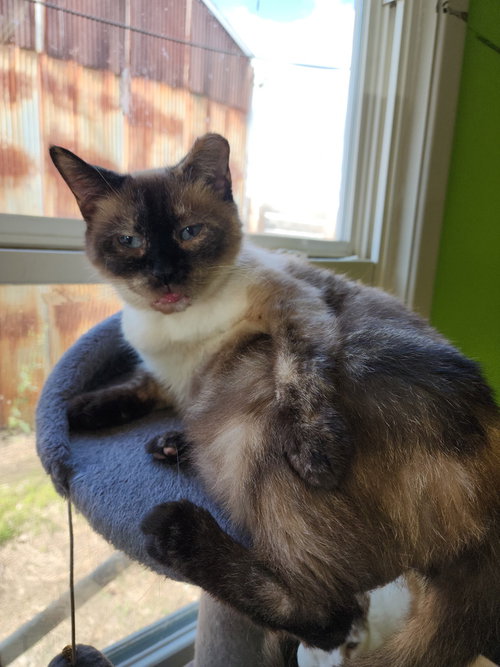 MAJESTIC - Siamese available for adoption