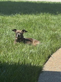 CANELO - Chihuahua available for adoption