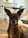 Canelo - Photo 3